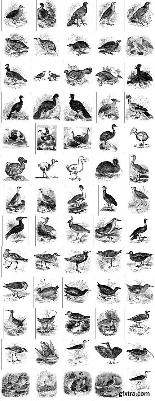 The Pepin Press - 5000 Animals, 2531xTIFF