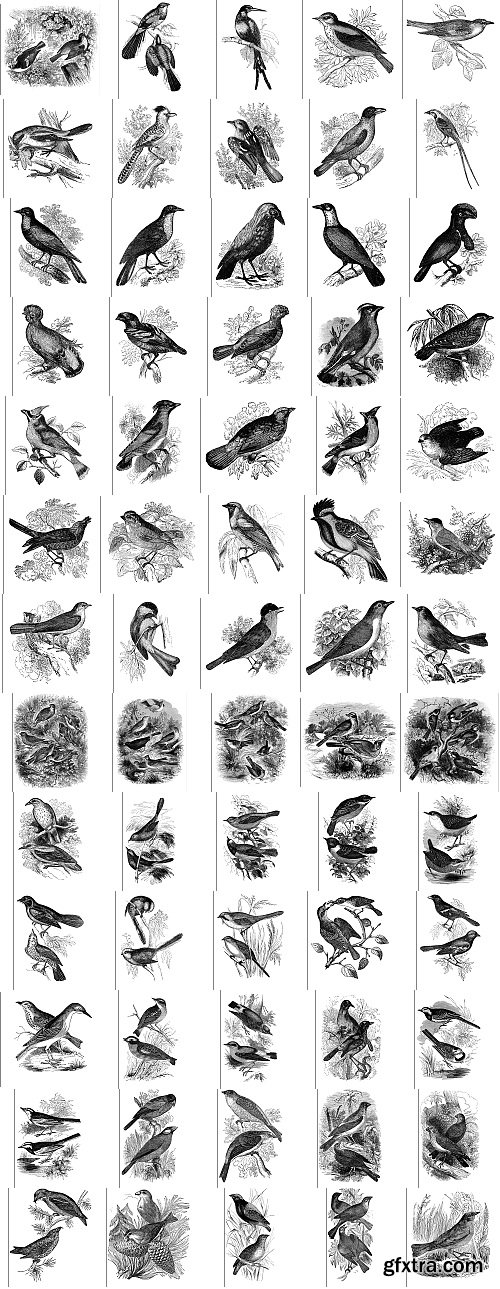 The Pepin Press - 5000 Animals, 2531xTIFF