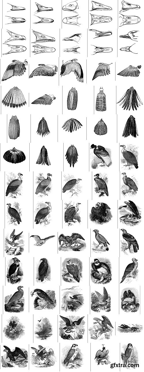 The Pepin Press - 5000 Animals, 2531xTIFF