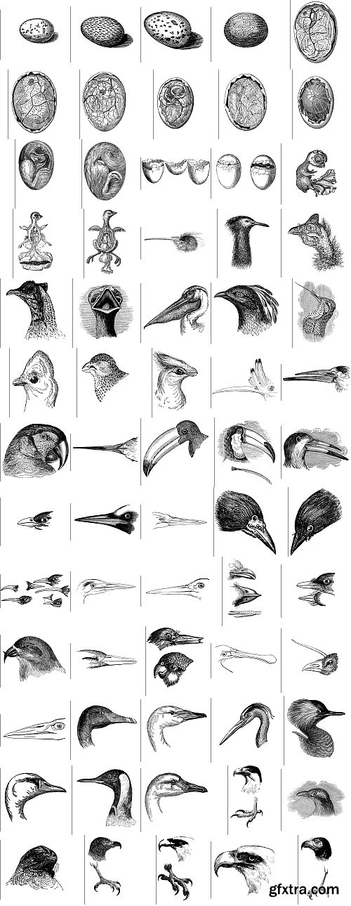 The Pepin Press - 5000 Animals, 2531xTIFF