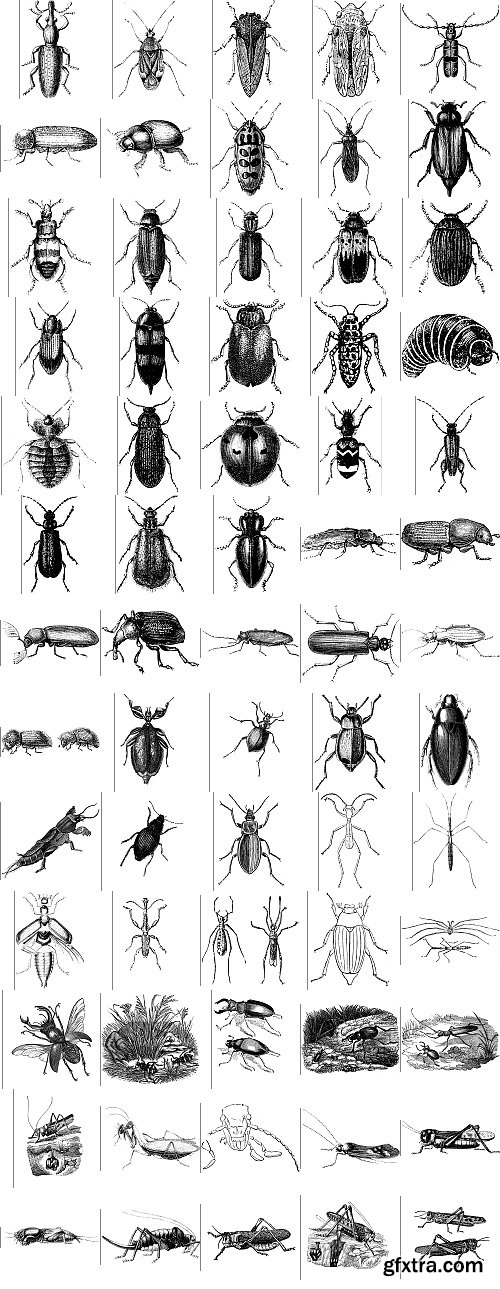 The Pepin Press - 5000 Animals, 2531xTIFF