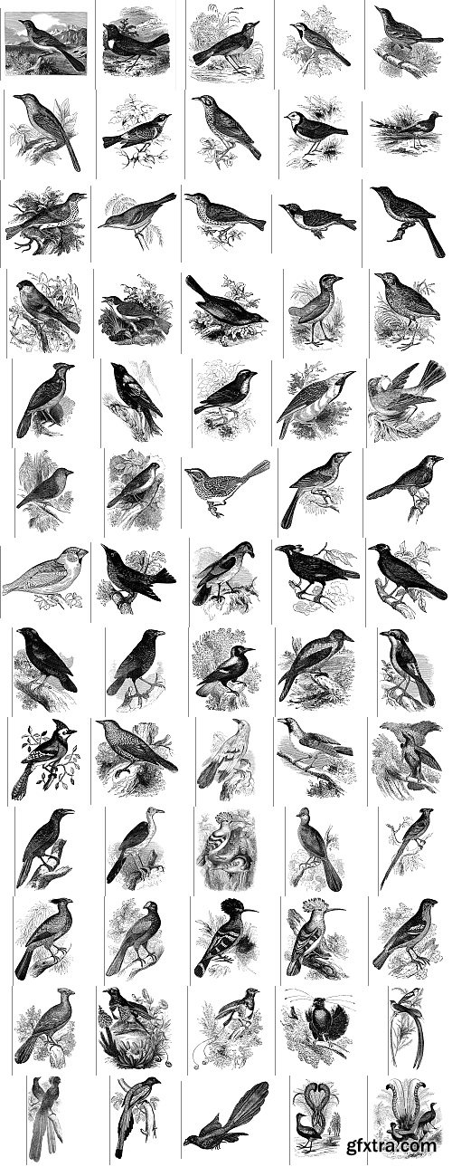 The Pepin Press - 5000 Animals, 2531xTIFF