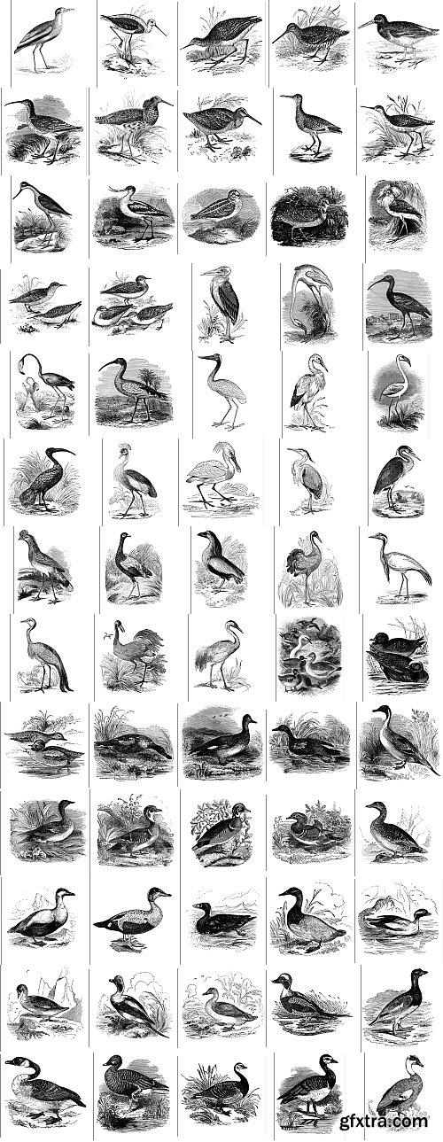 The Pepin Press - 5000 Animals, 2531xTIFF