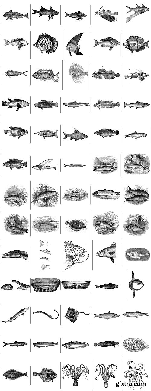 The Pepin Press - 5000 Animals, 2531xTIFF