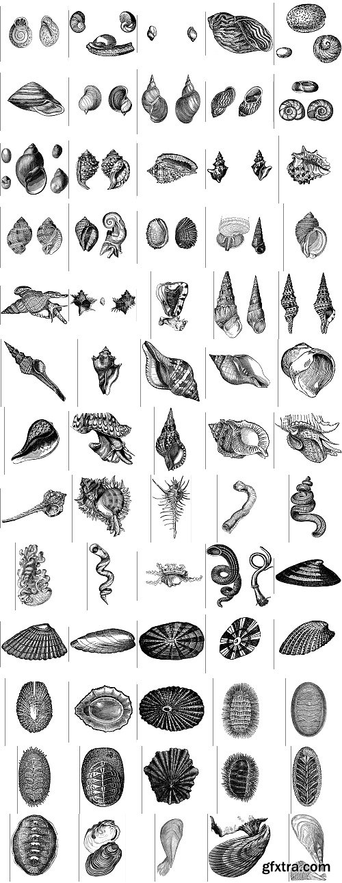 The Pepin Press - 5000 Animals, 2531xTIFF