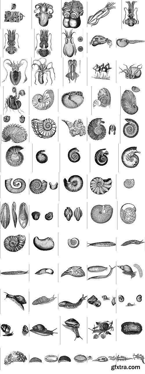 The Pepin Press - 5000 Animals, 2531xTIFF