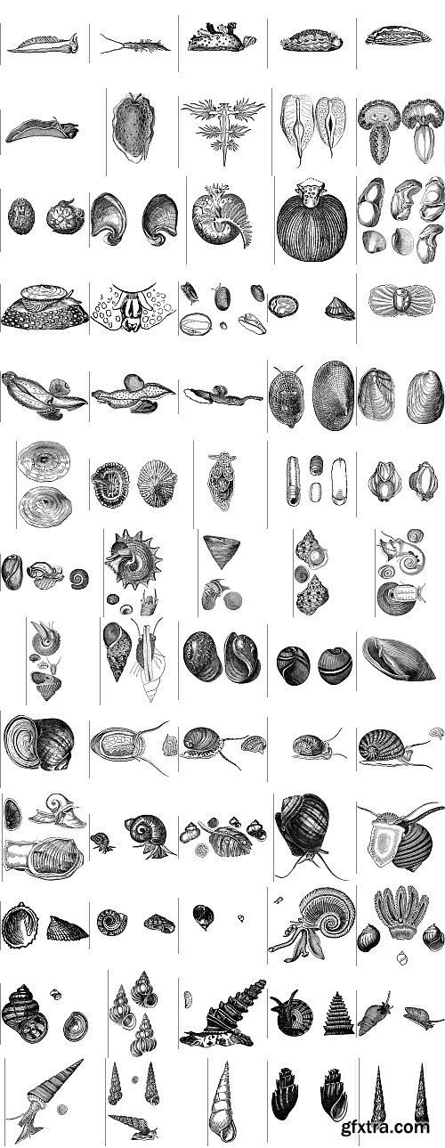 The Pepin Press - 5000 Animals, 2531xTIFF