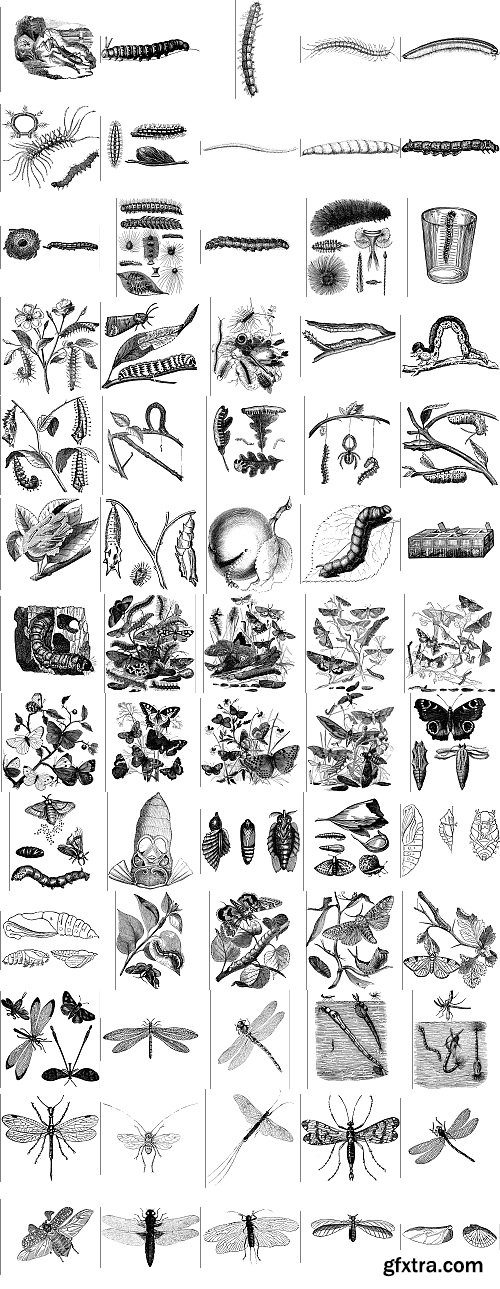 The Pepin Press - 5000 Animals, 2531xTIFF