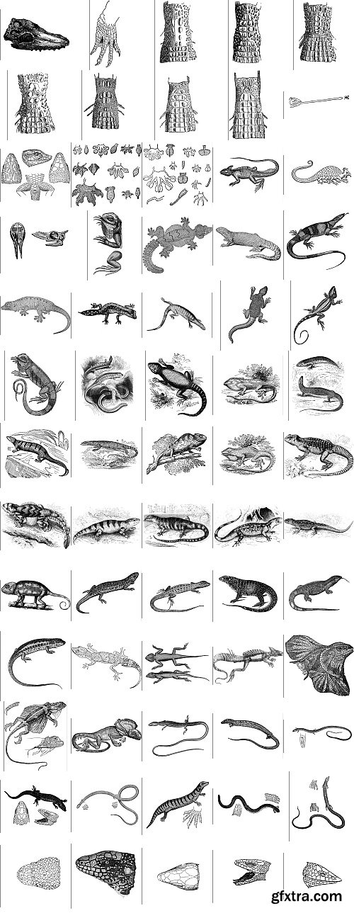 The Pepin Press - 5000 Animals, 2531xTIFF