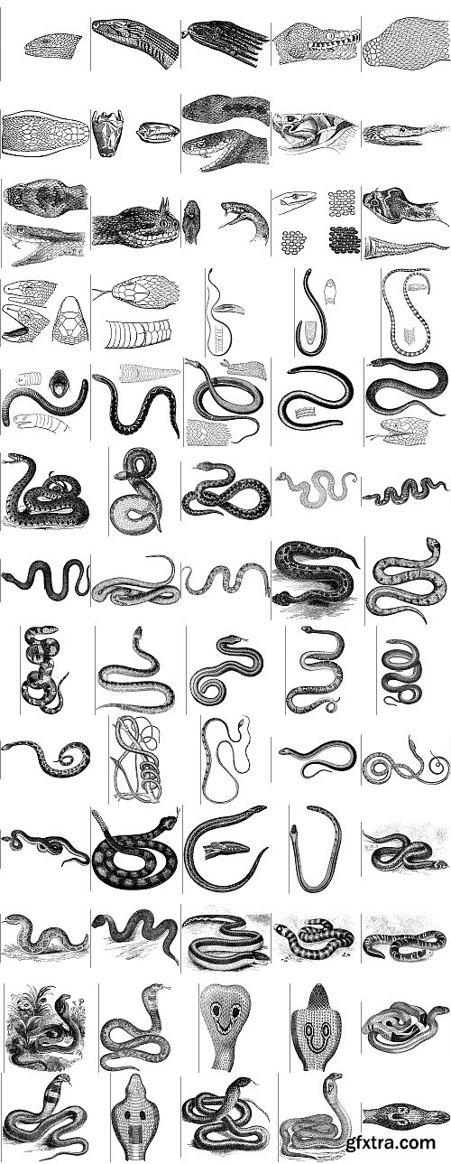 The Pepin Press - 5000 Animals, 2531xTIFF