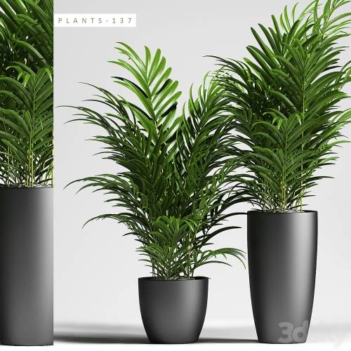 '3dsky Pro - PLANTS 137'