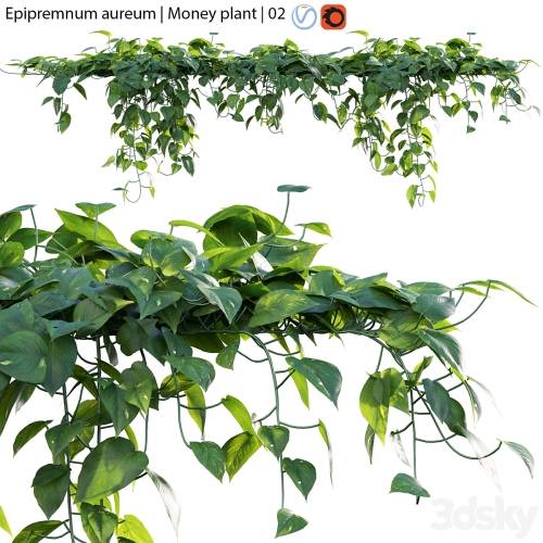 '3dsky Pro - Epipremnum aureum - Money plant - 02' '3dsky Pro - Epipremnum aureum - Money plant - 02'