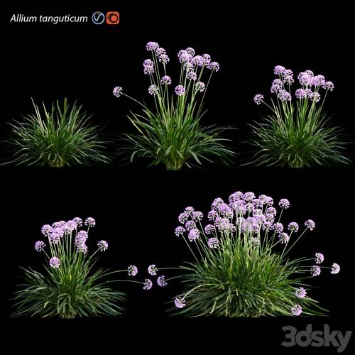 '3dsky Pro - Allium tanguticum_03'