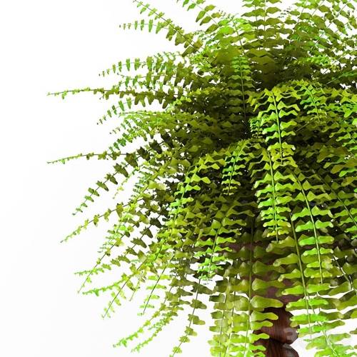 '3dsky Pro - plant' '3dsky Pro - plant'