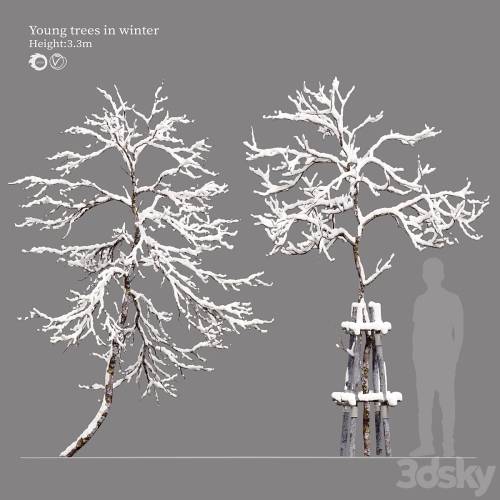 '3dsky Pro - winter young trees'