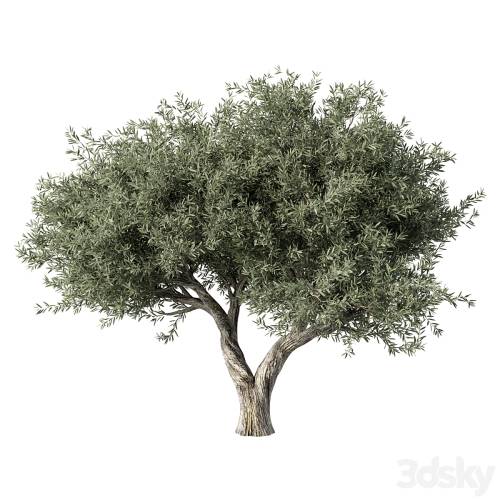 '3dsky Pro - Olive Tree No.78' '3dsky Pro - Olive Tree No.78'