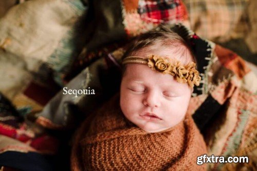 Twig & Olive Photography - Be Bold Presets