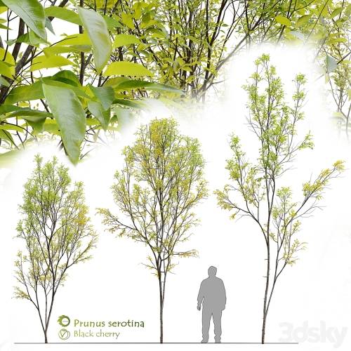 '3dsky Pro - Prunus serotina' '3dsky Pro - Prunus serotina'