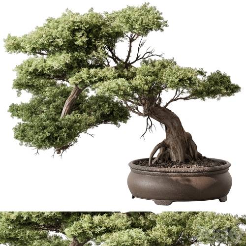 '3dsky Pro - indoor Plant 584 - Bonsai Plant' '3dsky Pro - indoor Plant 584 - Bonsai Plant'