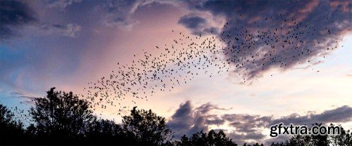 Geo-Swarm: Advanced Creature Simulations v3.0 for Blender