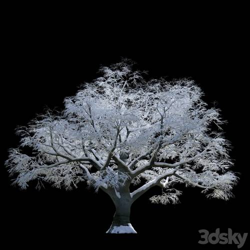 '3dsky Pro - Snow-covered trees, beech' '3dsky Pro - Snow-covered trees, beech'
