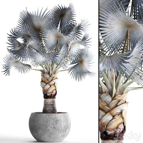 '3dsky Pro - Palm Bismarckia nobilis Blue. fan palm, brachea, bismarckia, palm tree in a vase, pot, decorative, outdoor, blue palm, concrete'