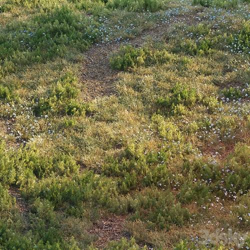 '3dsky Pro - Forest grass'