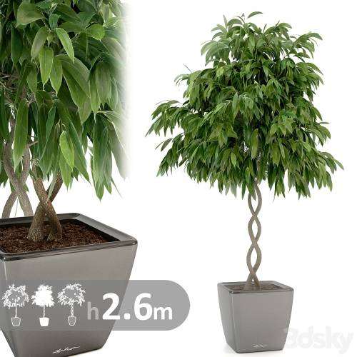 '3dsky Pro - Ficus Ali / Ficus binnendijkii' '3dsky Pro - Ficus Ali / Ficus binnendijkii'