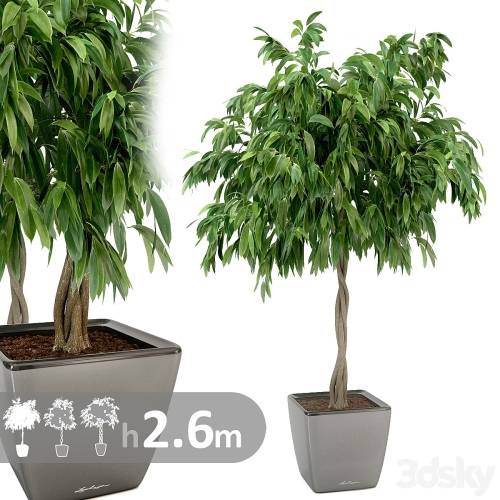 '3dsky Pro - Ficus Ali / Ficus binnendijkii' '3dsky Pro - Ficus Ali / Ficus binnendijkii'