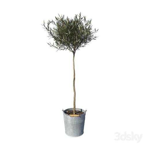 '3dsky Pro - olive tree small'