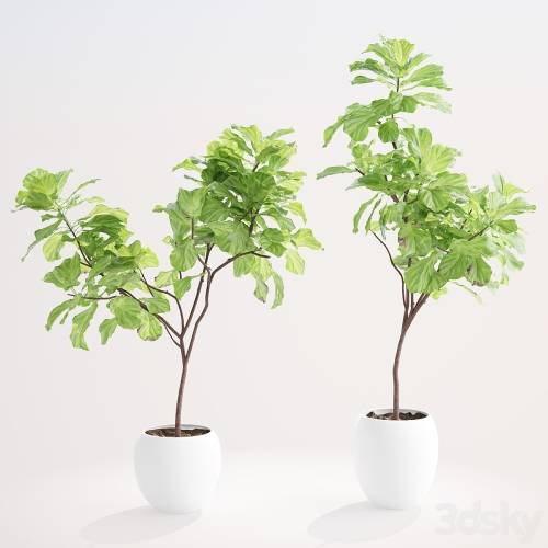'3dsky Pro - Ficus lyre 1' '3dsky Pro - Ficus lyre 1'
