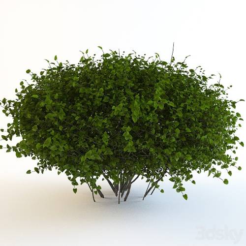 '3dsky Pro - Bush continuation'