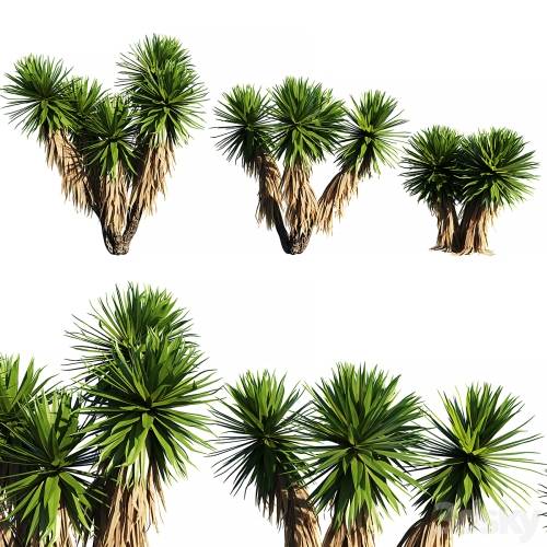 '3dsky Pro - Yucca Plants 2 (3 MODEL)' '3dsky Pro - Yucca Plants 2 (3 MODEL)'