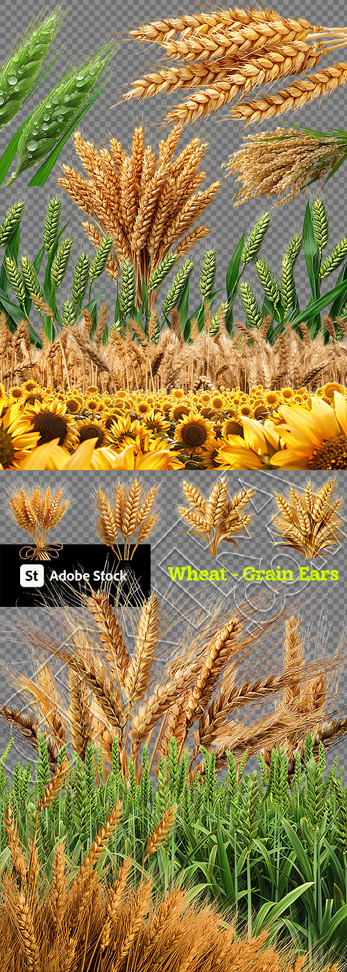 Wheat - Grain Ears Transparent 26XPNG