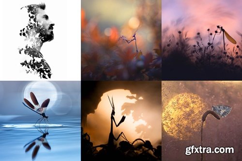 Nature Photographers Network - Sébastien Blomme - Tiny Worlds, Big Impact