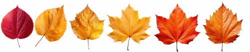 Autumn Falling Leaves 24xPNG, 1xAI