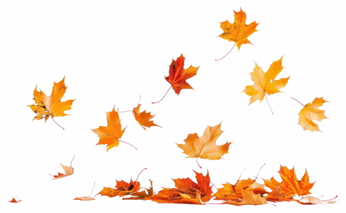Autumn Falling Leaves 24xPNG, 1xAI