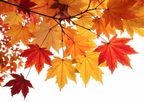 Autumn Falling Leaves 24xPNG, 1xAI