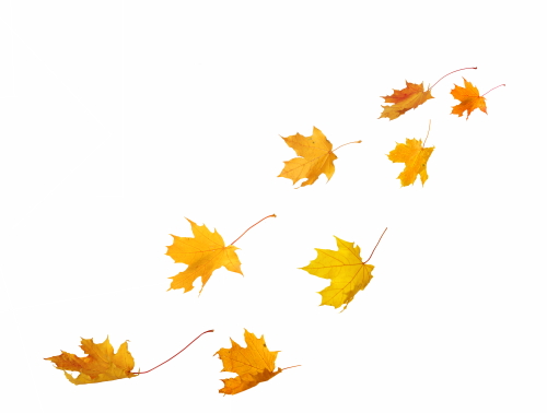 Autumn Falling Leaves 24xPNG, 1xAI
