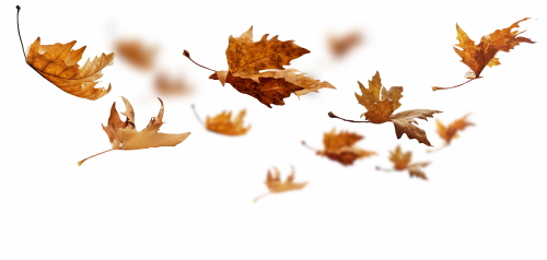 Autumn Falling Leaves 24xPNG, 1xAI