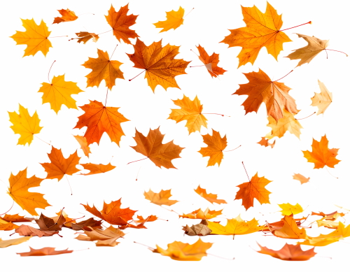 Autumn Falling Leaves 24xPNG, 1xAI
