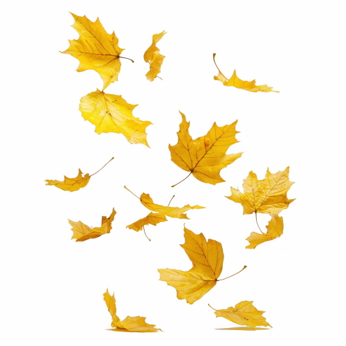 Autumn Falling Leaves 24xPNG, 1xAI