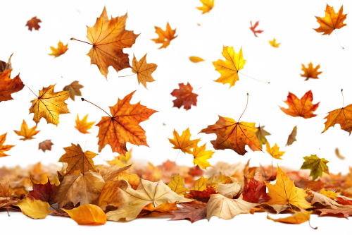 Autumn Falling Leaves 24xPNG, 1xAI