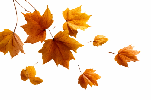 Autumn Falling Leaves 24xPNG, 1xAI