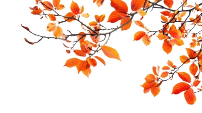 Autumn Frames 25xPNG
