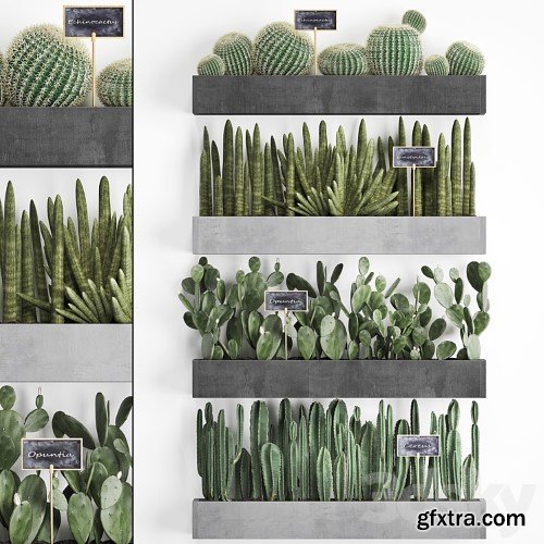 3dsky Pro - Collection of plants vertical gardening in wooden wall-mounted black pots shelves with Cacti, cereus, sansevieria, Prickly pear. Set 43.