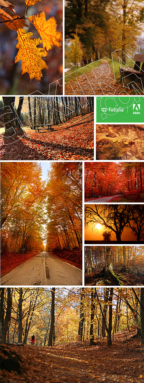 Beautiful Autumn Forest & Landscape #1, 25xJPG