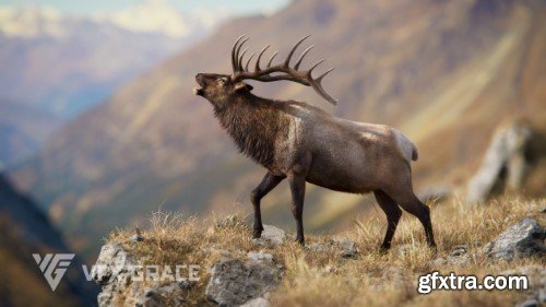 Vfx Grace - Male Elk Animated | Blender 3D Model