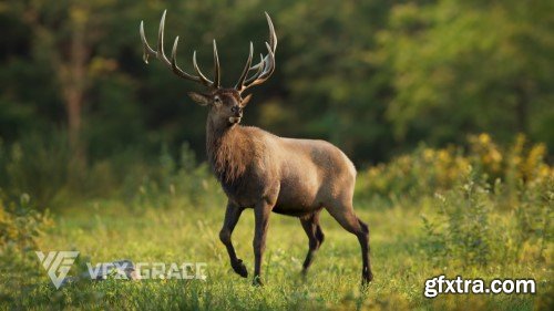 Vfx Grace - Male Elk Animated | Blender 3D Model