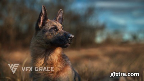 Vfx Grace - German Shepherd Animation | Realistic Rigged 3D Model for Blender